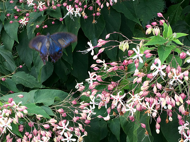 花に舞う蝶（2015年9月13日撮影）